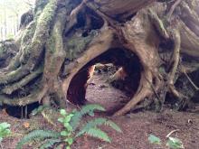 Roots remaining around where a nurse log used to be (Cape Scott)