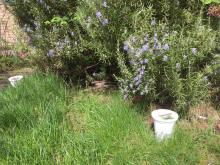 Posting game with pollinators - pots placed next to flowering plants