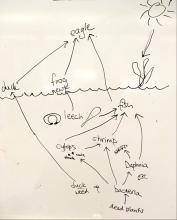 Food chains between pond organisms