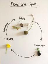 Plant life cycle