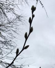 Alternate (leaf buds)