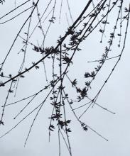 Whorl (leaf buds)