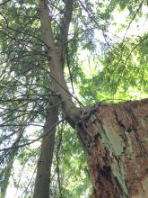 Nurse log with green lichen and young tree