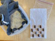 Soaked beans placed between layers of damp tissue, in a dark place