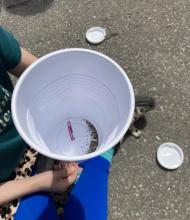 Outdoors, collect small rocks to show the vibrations