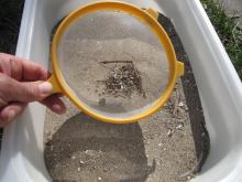 Sieving beach soil