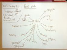 Death brainstorm and food web