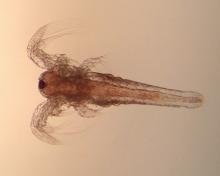 Brine shrimp