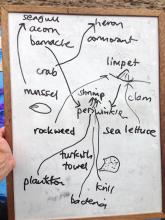 rocky beach food web from living things found