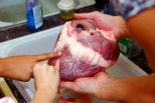 cow heart