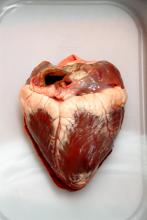 cow heart