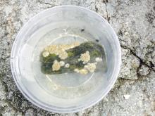 Barnacles on a rock, placed in sea water