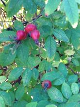 rose hips