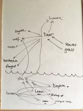 Deer skeleton and pond organisms food webs joined together