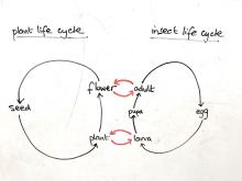 Intersecting life cycles of flower and insect